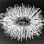 14 Mukhi Rudraksha 26.9mm 3.7gm - Xray