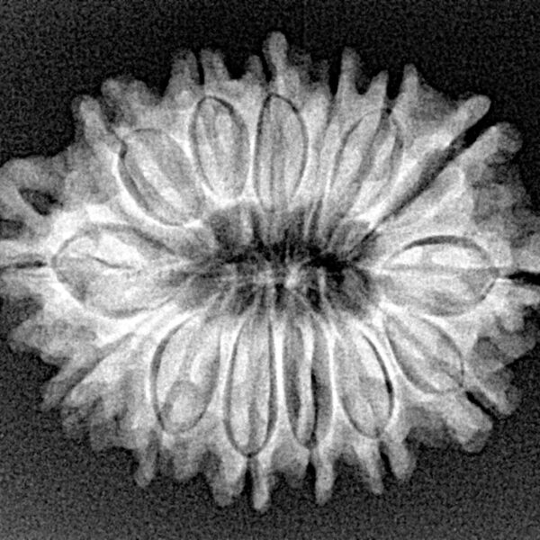 14 Mukhi Rudraksha 26.9mm 3.7gm - Xray