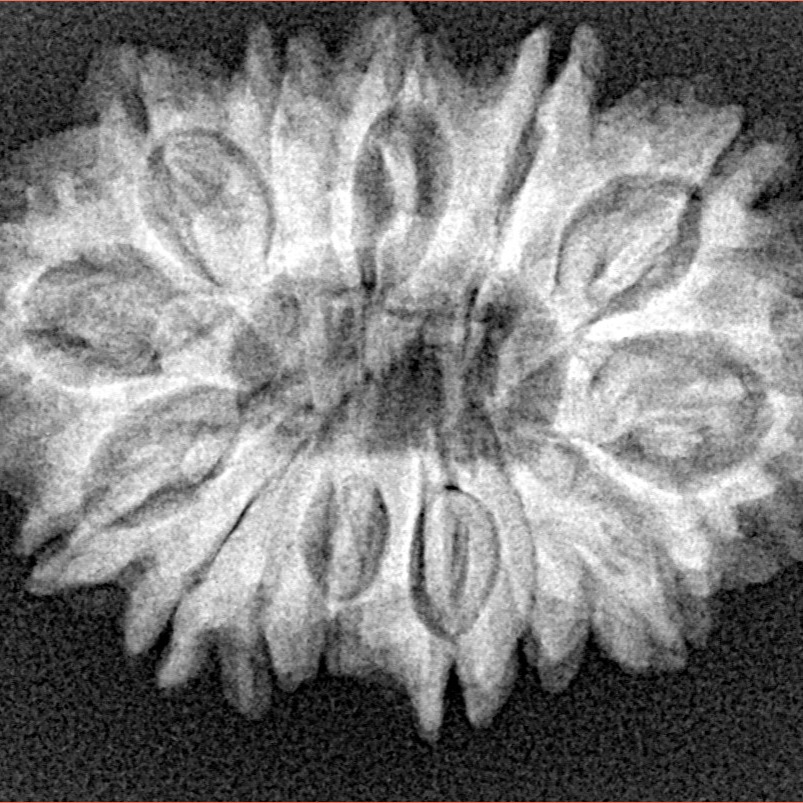 14 Mukhi Rudraksha 29.4mm 4.77gm - Xray
