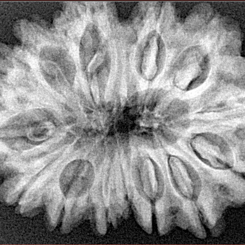 14 Mukhi Rudraksha 32.9mm 6.17gm - Xray
