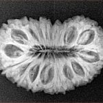 21 Mukhi Rudraksha 26.5mm 3.27gm - Xray