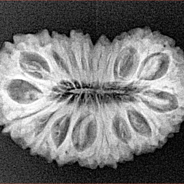 21 Mukhi Rudraksha 26.5mm 3.27gm - Xray