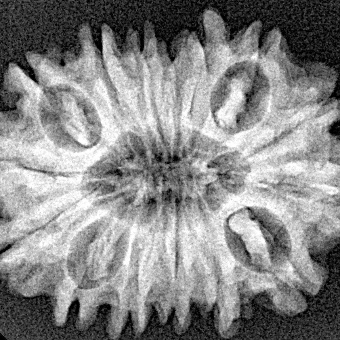 15 Mukhi Rudraksha 27.4mm 3.71gm - Xray