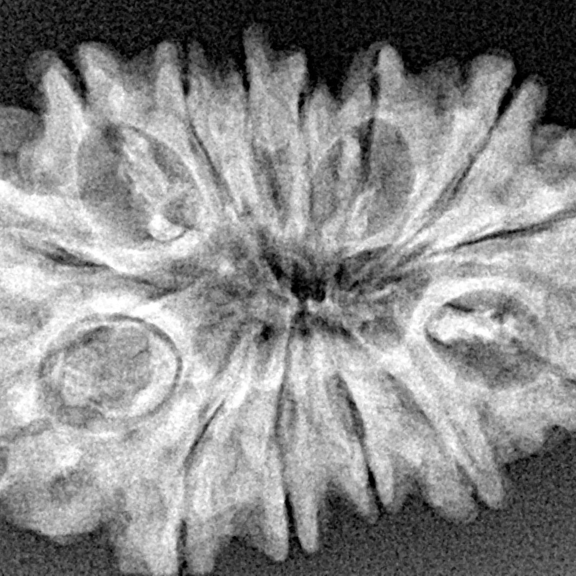 14 Mukhi Rudraksha 29.5mm 4.4gm - Xray