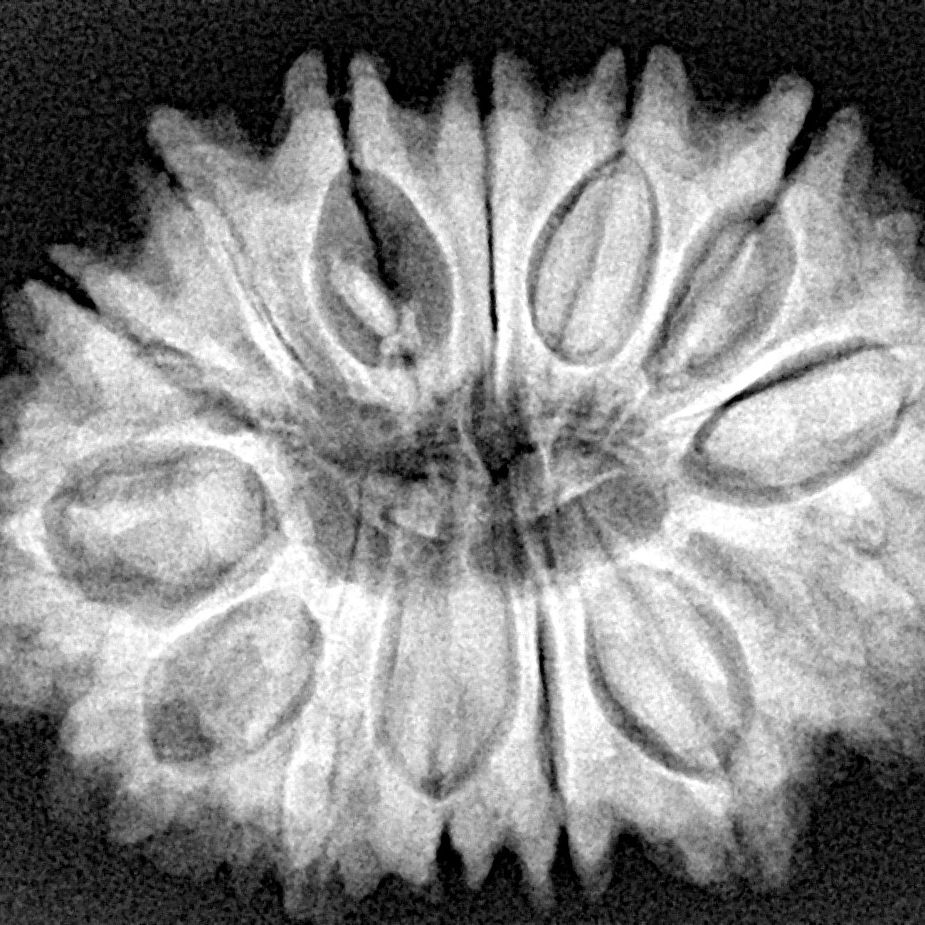 14 Mukhi Rudraksha 31.2mm 6.19gm - Origin: Nepal - Xray