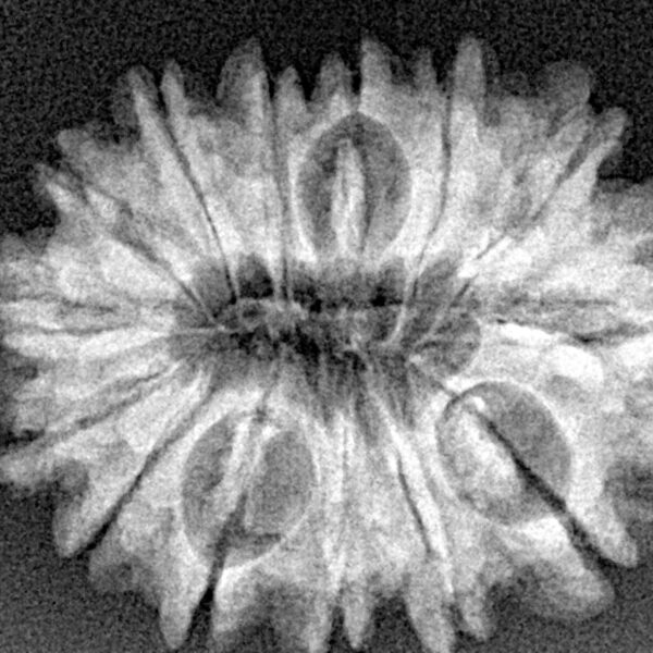 14 Mukhi Rudraksha 27.2mm 4.01gm - Xray