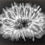 15 Mukhi Rudraksha 28.8mm 4gm - Xray