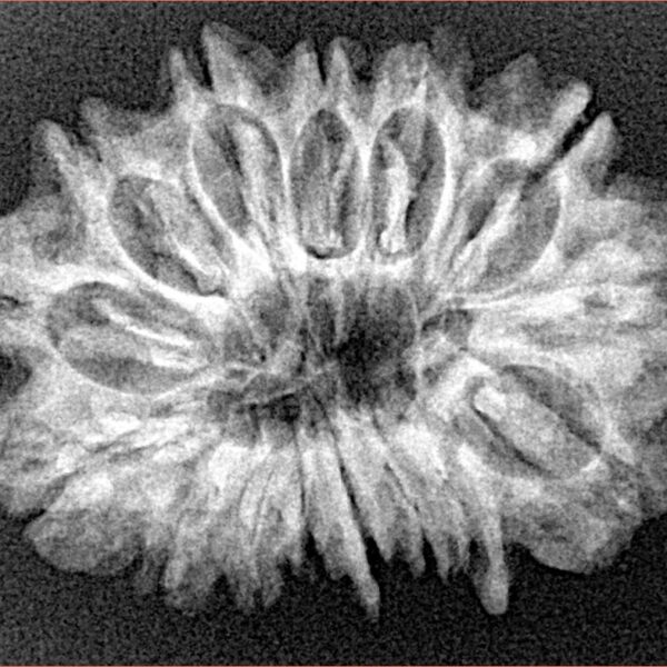 15 Mukhi Rudraksha 28.8mm 4gm - Xray