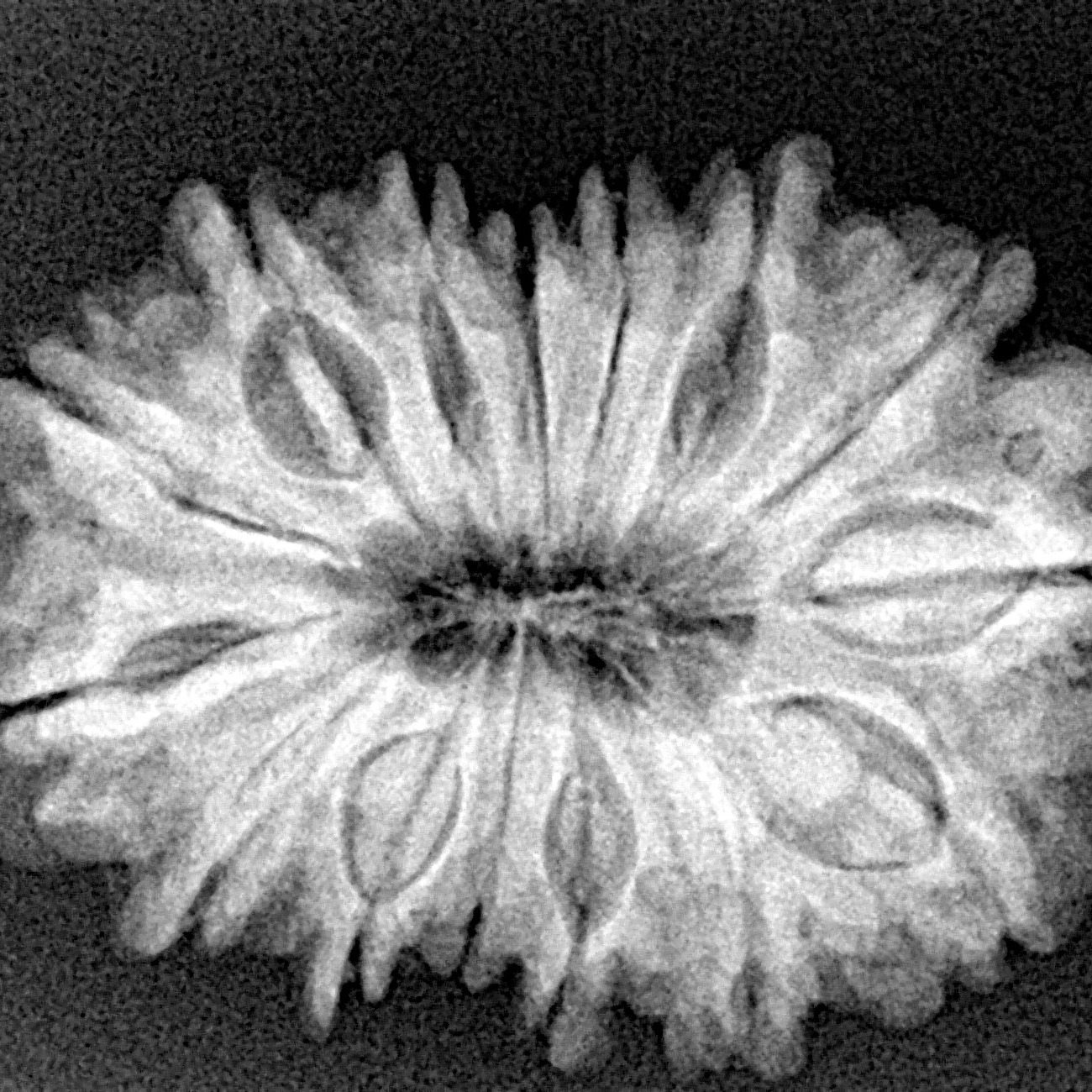 15 Mukhi Rudraksha 28.7mm 4.83gm - Xray