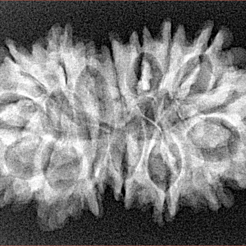 16 Mukhi Gaurishankar 33.5mm 4.56gm - Xray