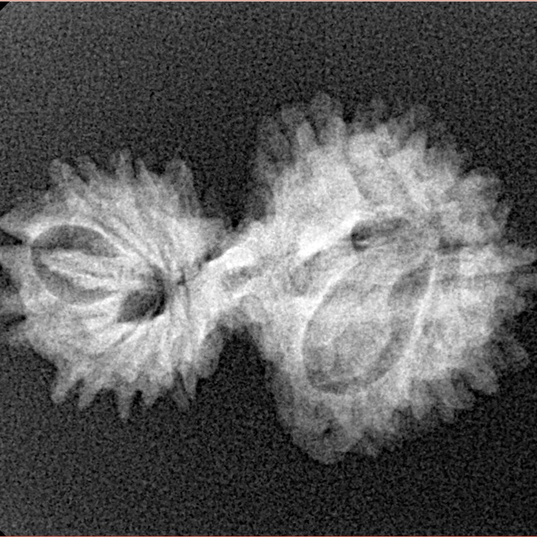 16 Mukhi Gaurishankar 26.2mm 2.42gm - Xray