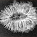 19 Mukhi Rudraksha 27.8mm 4.32gm - Xray