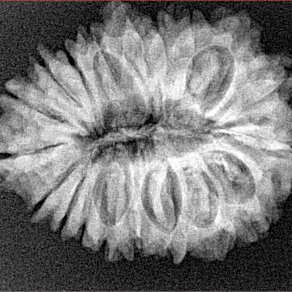19 Mukhi Rudraksha 27.8mm 4.32gm - Xray
