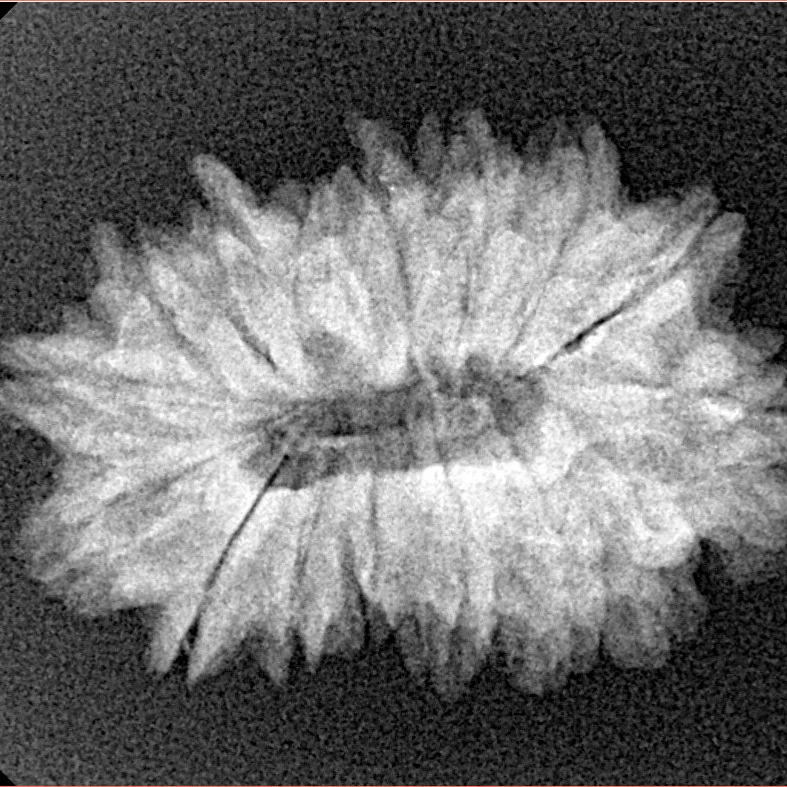 16 Mukhi Rudraksha 26.6mm 3.34gm - Xray