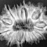 14 Mukhi Rudraksha 29.8mm 4.63gm - Xray