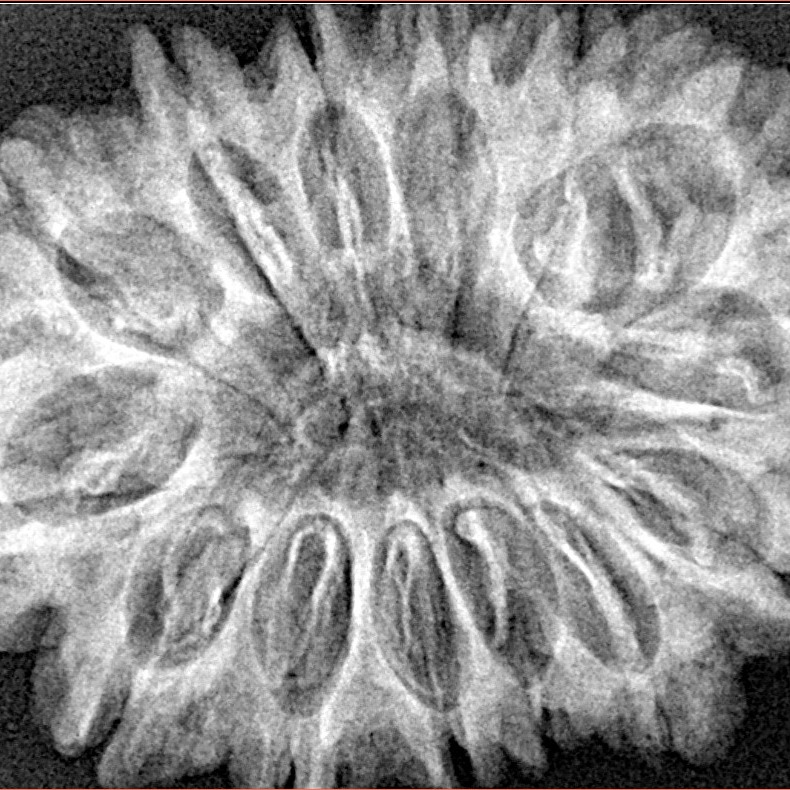 14 Mukhi Rudraksha 33.8mm 6.67gm - Xray