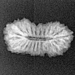 21 Mukhi Rudraksha 18.8mm 0.97gm - Xray