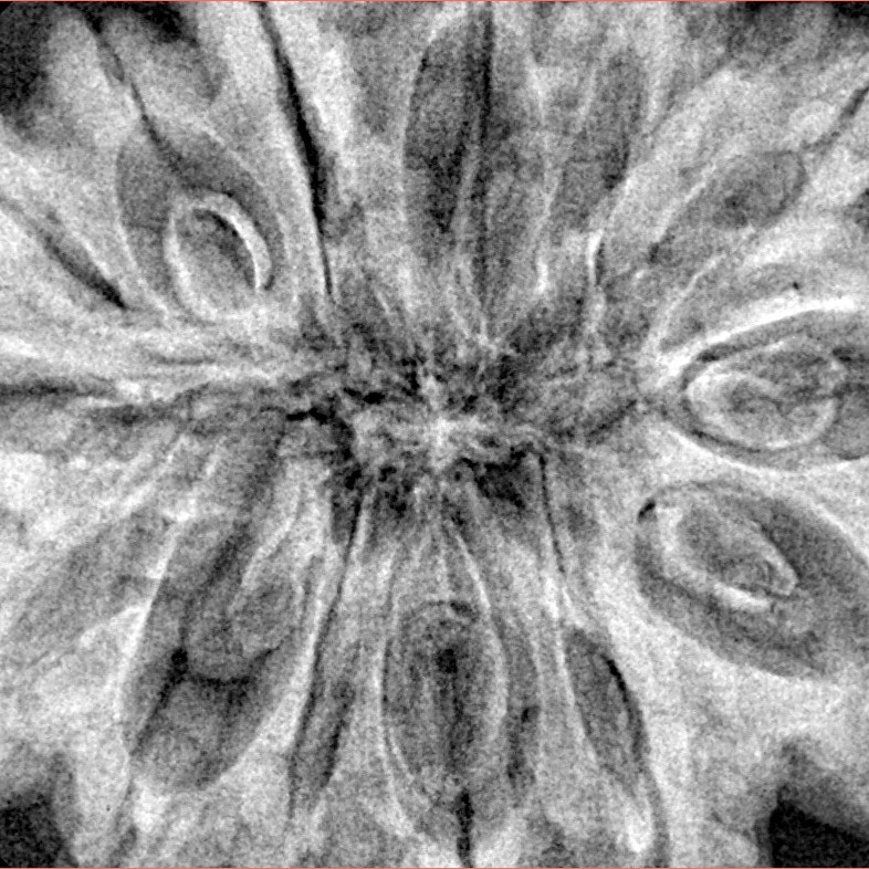 14 Mukhi Rudraksha 36.8mm 9.1gm - Xray