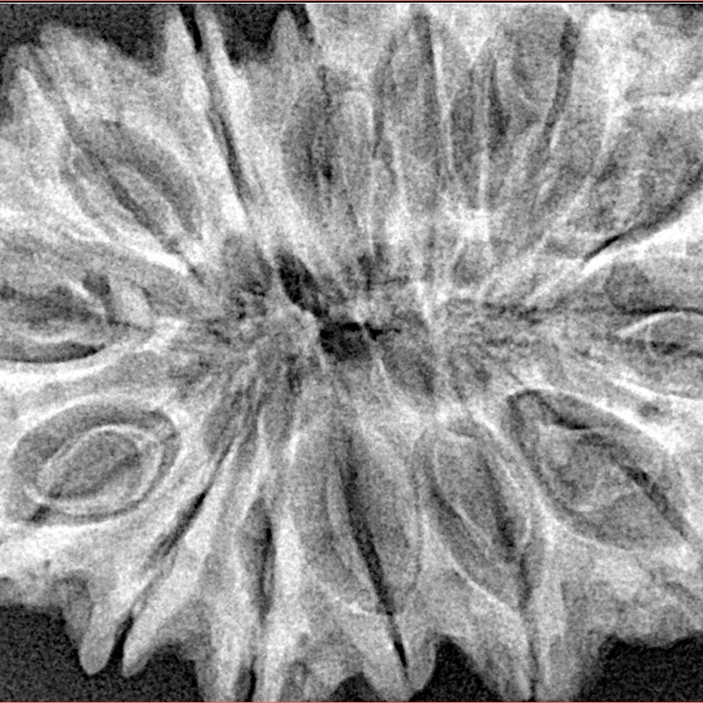 14 Mukhi Rudraksha 36.8mm 7.2gm - Xray