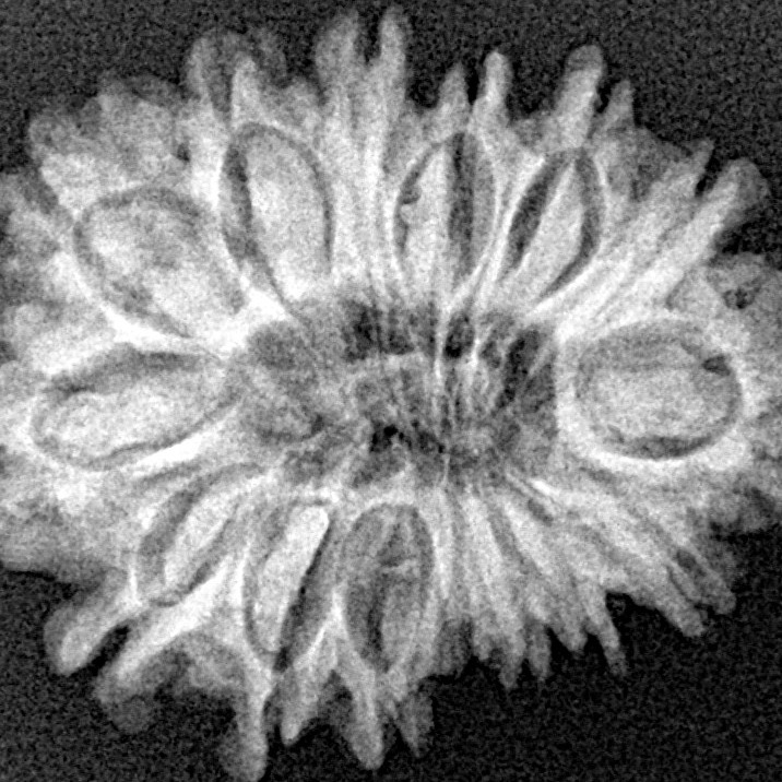 15 Mukhi Rudraksha 26.9mm 3.9gm - Xray