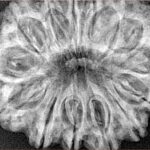 14 Mukhi Rudraksha 33.6mm 7.12gm - Xray