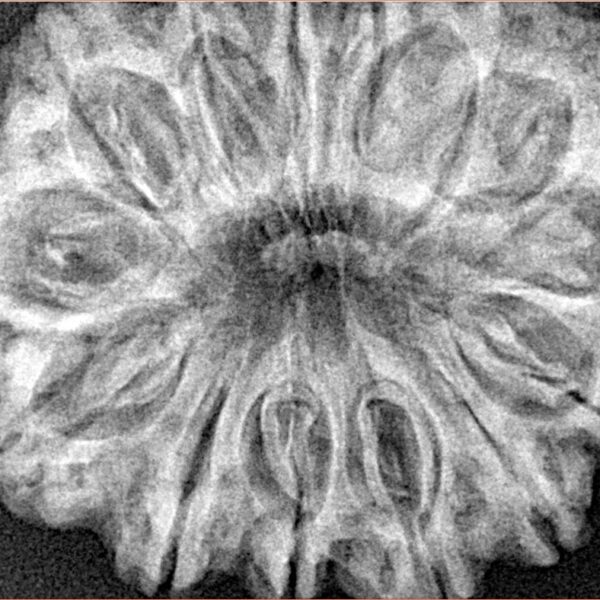 14 Mukhi Rudraksha 33.6mm 7.12gm - Xray