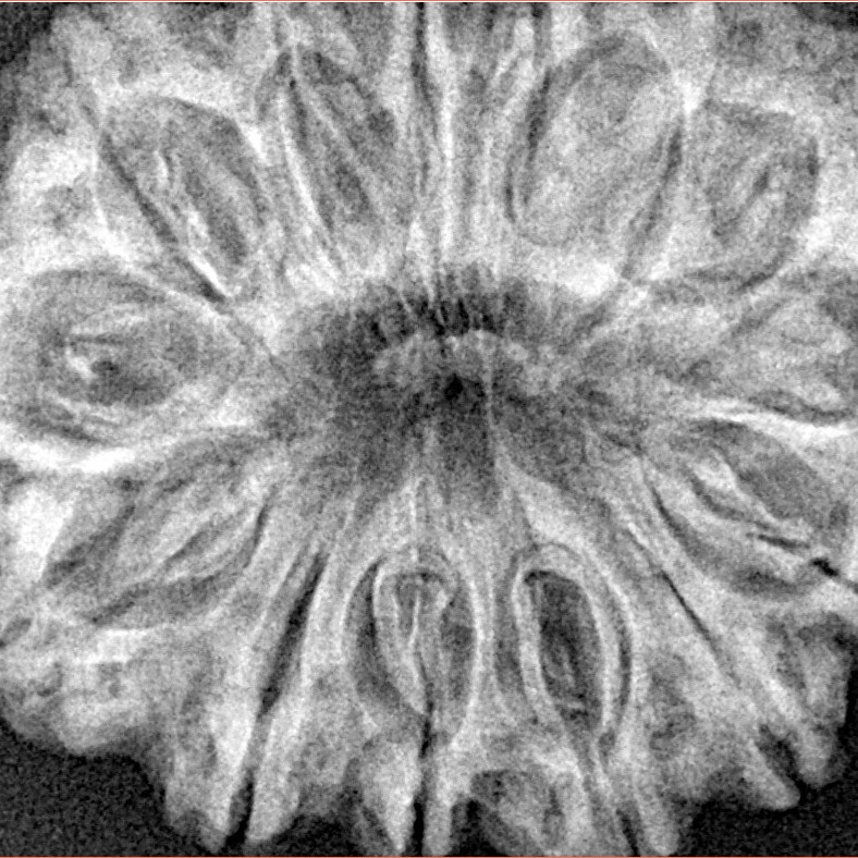 14 Mukhi Rudraksha 33.6mm 7.12gm - Xray