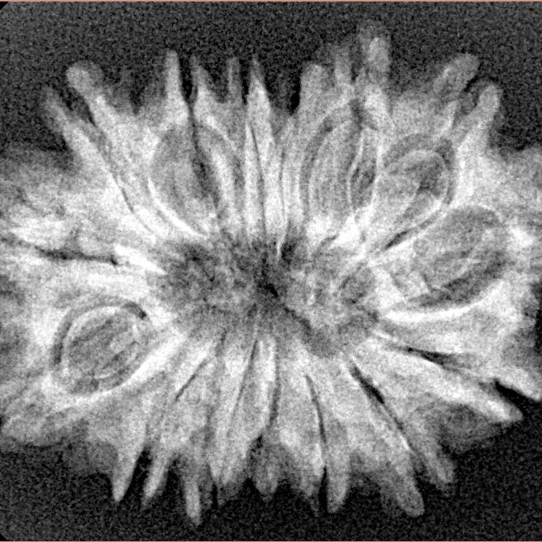 15 Mukhi Rudraksha 29.5mm 4.17gm - Xray