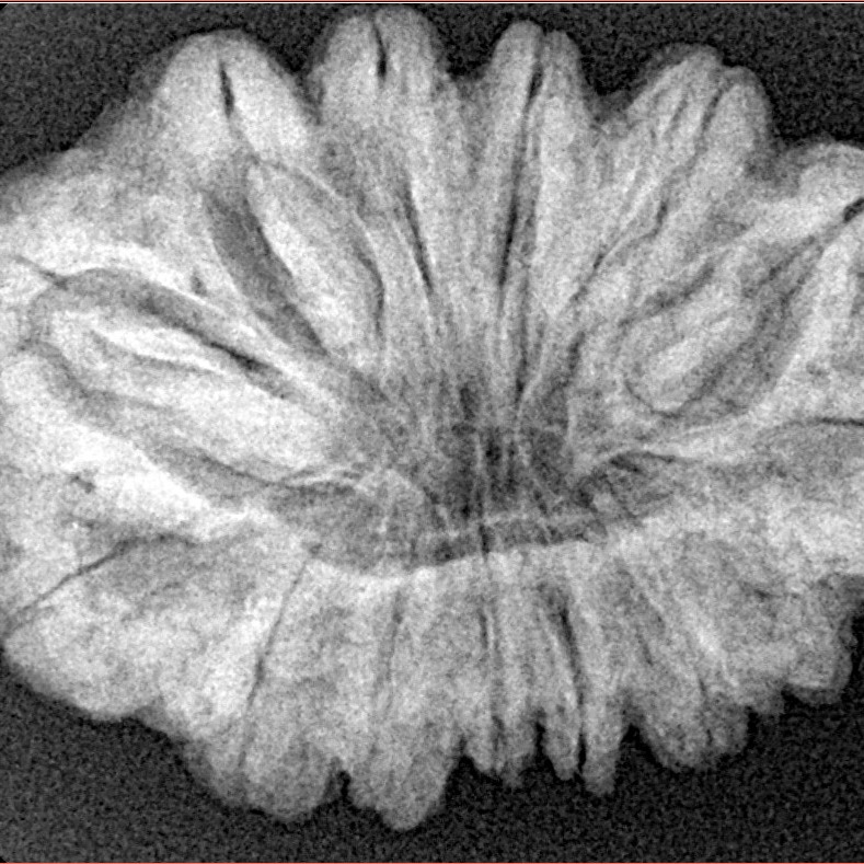 14 Mukhi Rudraksha 31.2mm 6.19gm - Xray