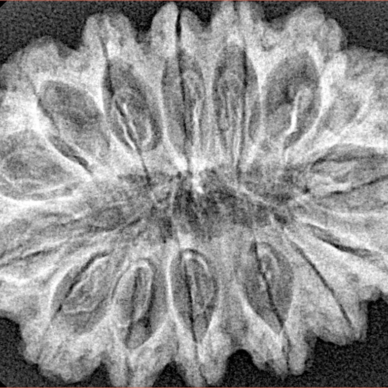 15 Mukhi Rudraksha 33.9mm 5.19gm - Xray