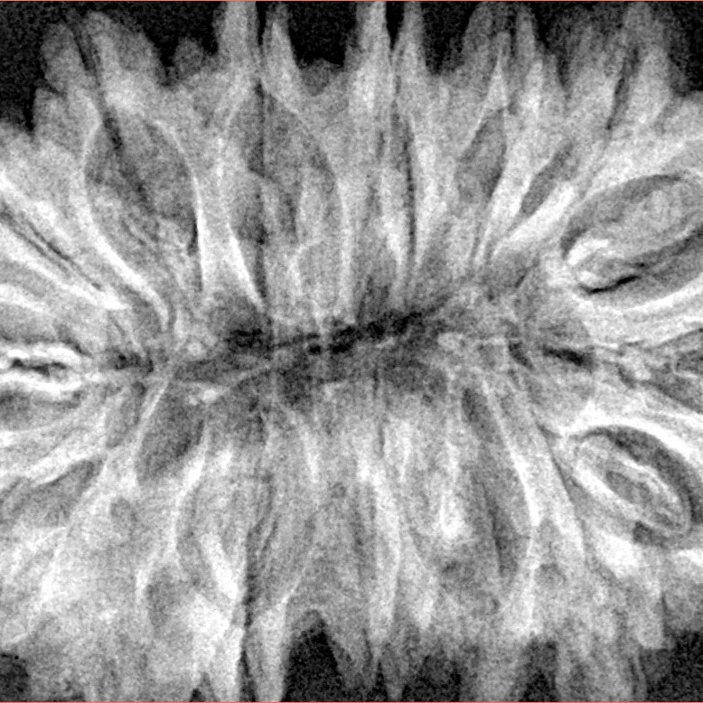 16 Mukhi Ganesh 37.7mm 7.33gm - Xray