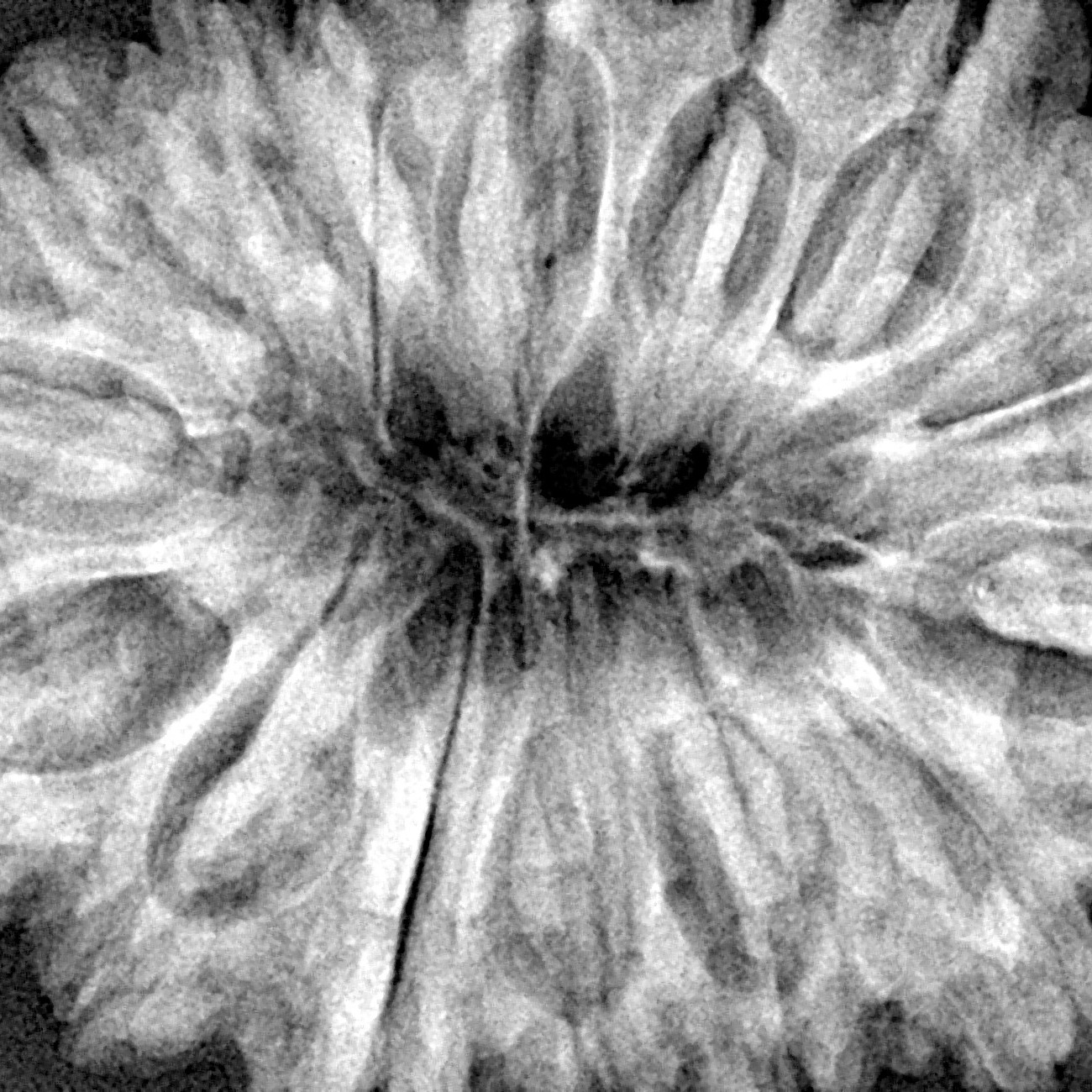 15 Mukhi Rudraksha 38.3mm 9.52gm - Xray