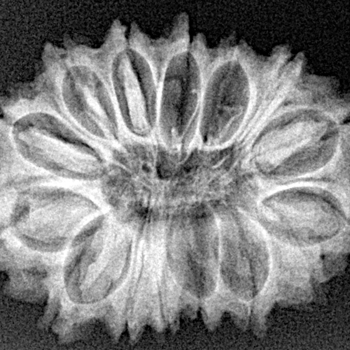 15 Mukhi Rudraksha 27.4mm 4gm - Xray