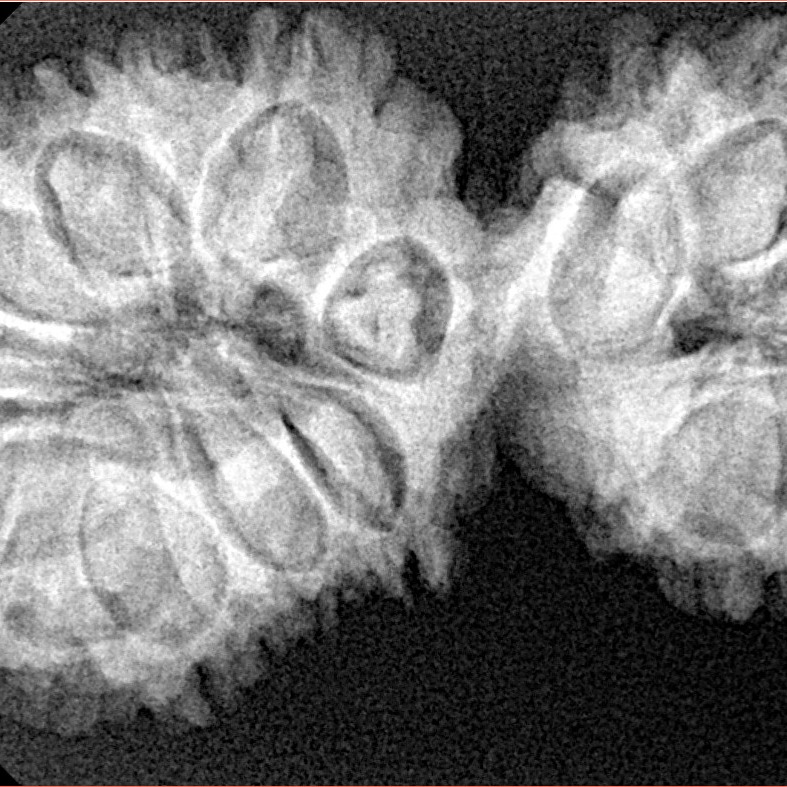 17 Mukhi Gaurishankar 39.1mm 6.48gm - Xray