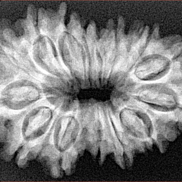 15 Mukhi Rudraksha 32.1mm 5.17gm - Xray