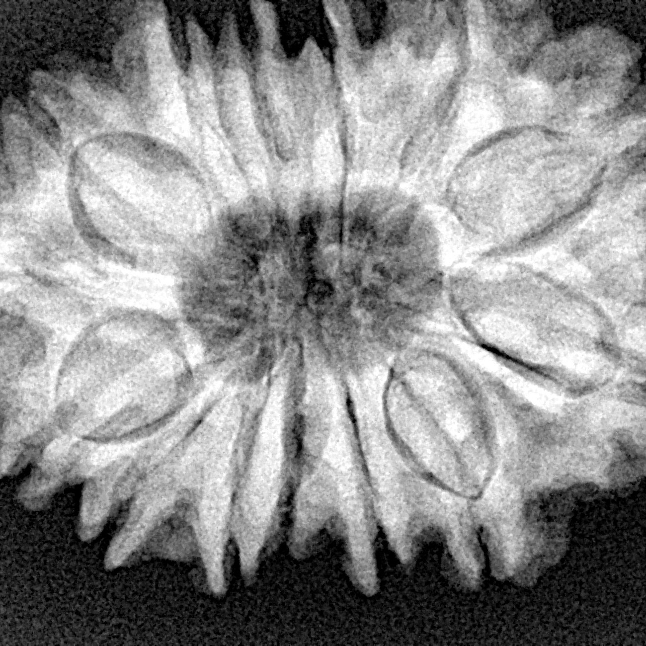 14 Mukhi Rudraksha 32.2mm 6.72gm - Xray