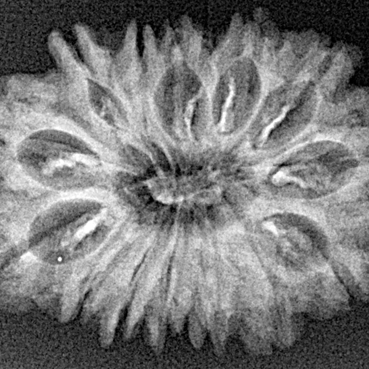 15 Mukhi Rudraksha 28.4mm 3.07gm - Xray