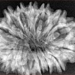 16 Mukhi Rudraksha 31.2mm 4.79gm - Xray