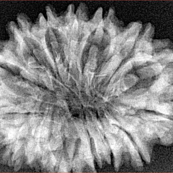 16 Mukhi Rudraksha 31.2mm 4.79gm - Xray