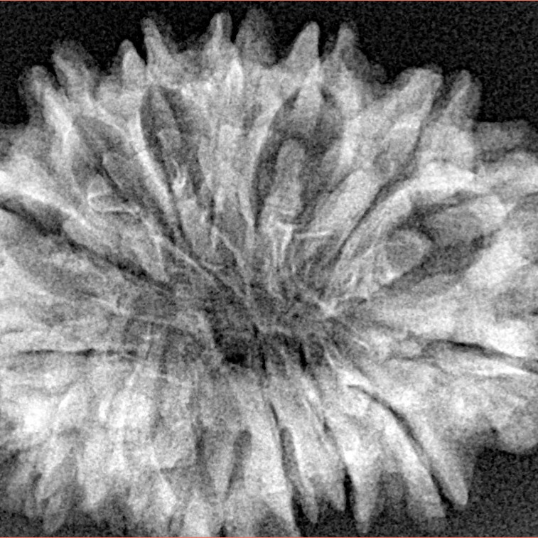 16 Mukhi Rudraksha 31.2mm 4.79gm - Xray
