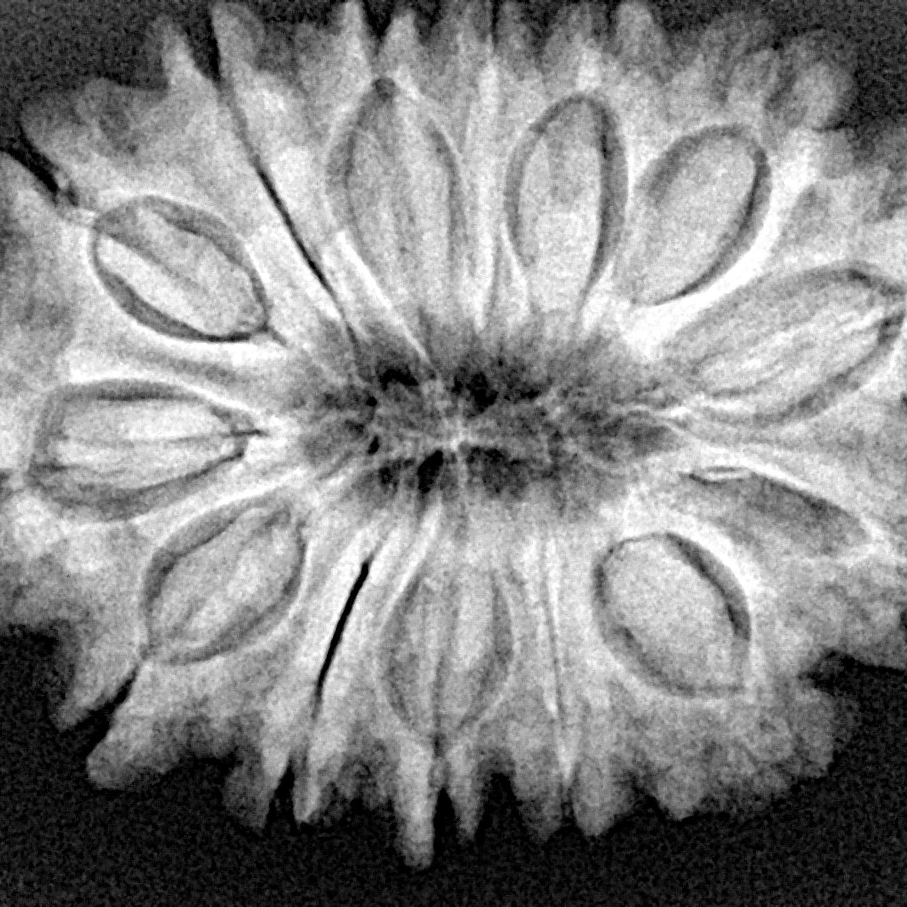 14 Mukhi Rudraksha 31.3mm 6.29gm - Xray