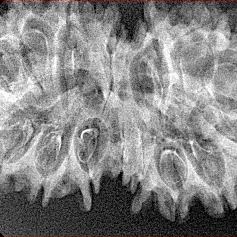 16 Mukhi Gaurishankar 37.9mm 4.94gm - Xray