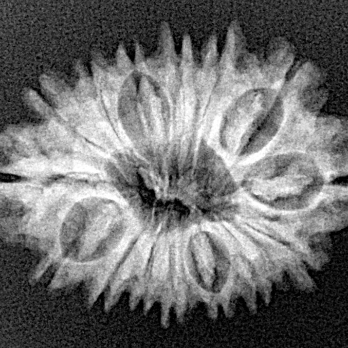 15 Mukhi Rudraksha 25.4mm 3gm - Xray