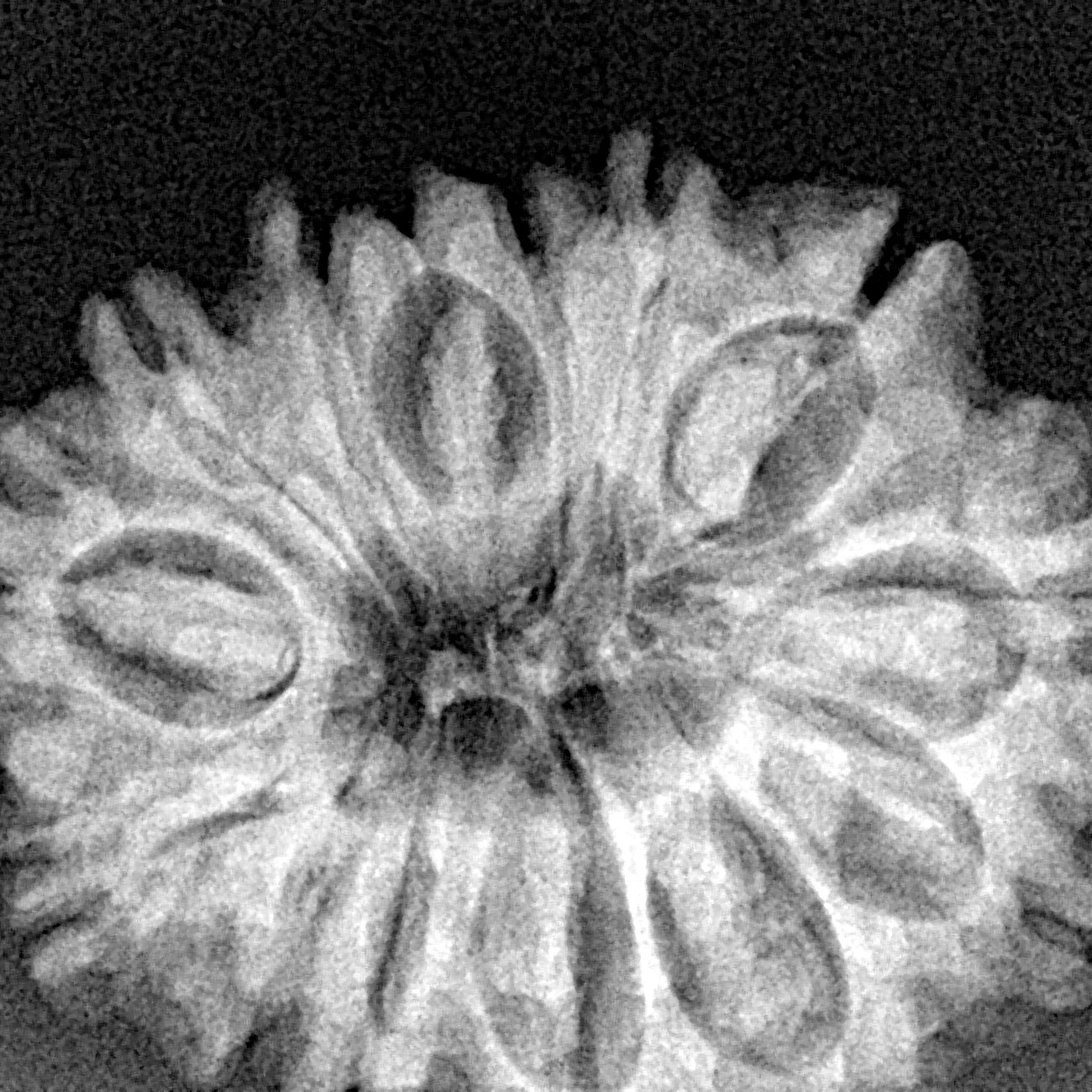 14 Mukhi Rudraksha 28.4mm 5gm - Origin: Nepal - Xray