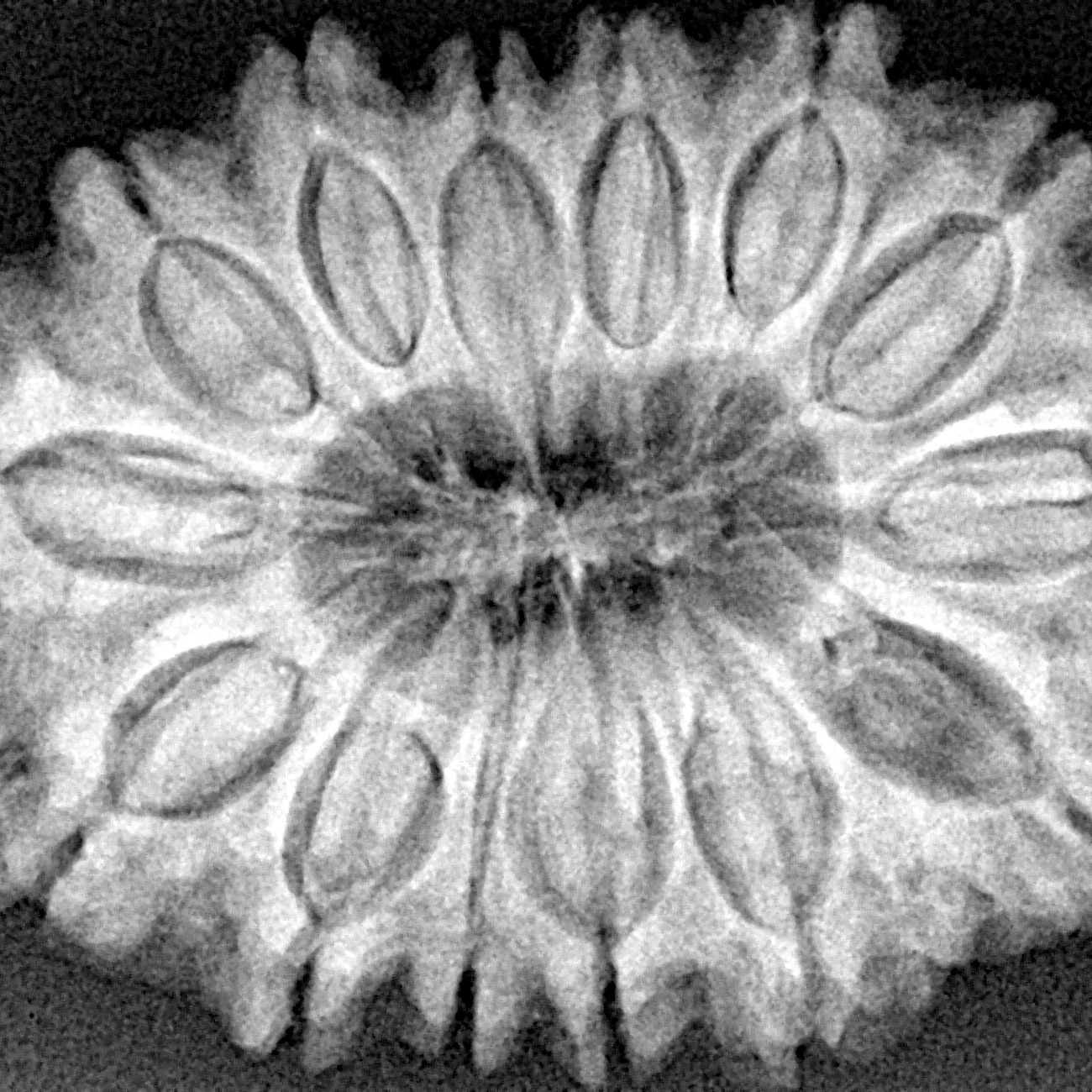 14 Mukhi Rudraksha 32.3mm 7.07gm - Xray