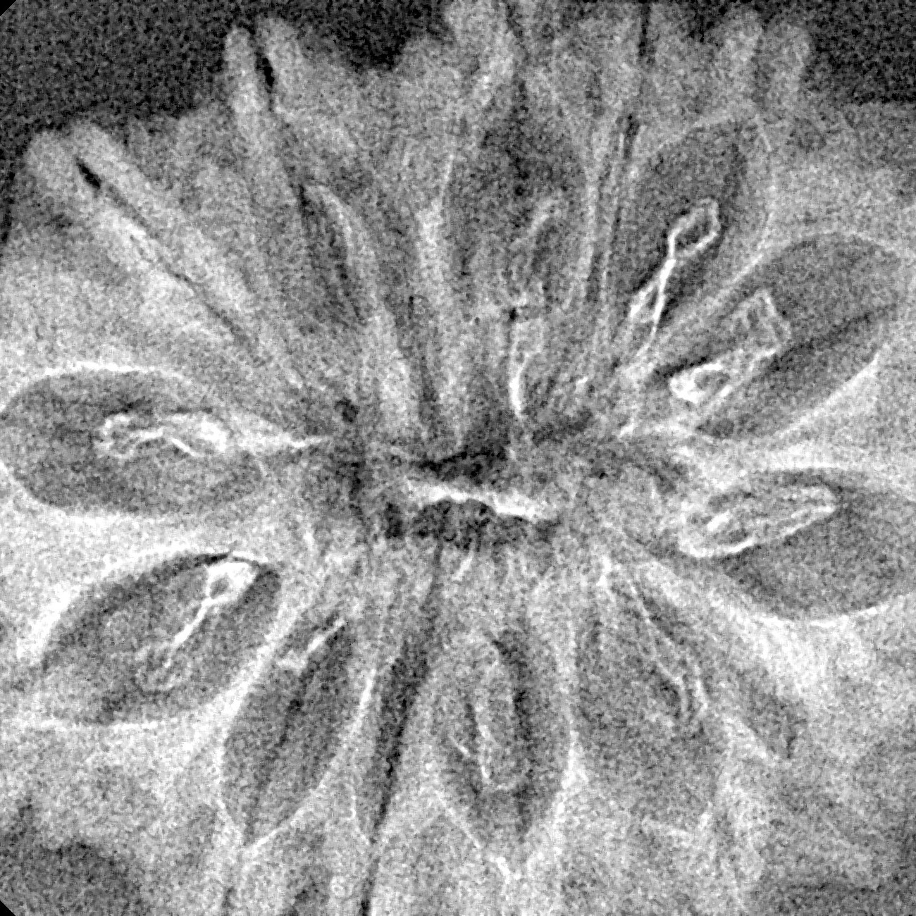 14 Mukhi Rudraksha 33mm 3.12gm - Xray