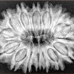 15 Mukhi Rudraksha 32.1mm 6.6gm - Xray