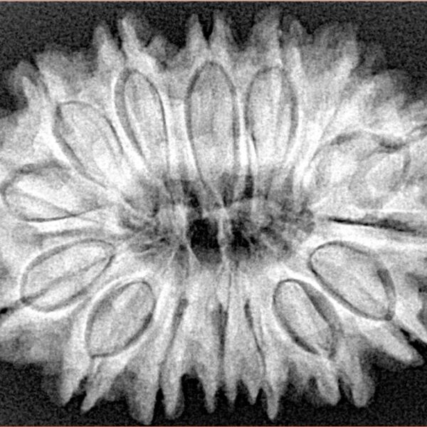 15 Mukhi Rudraksha 32.1mm 6.6gm - Xray