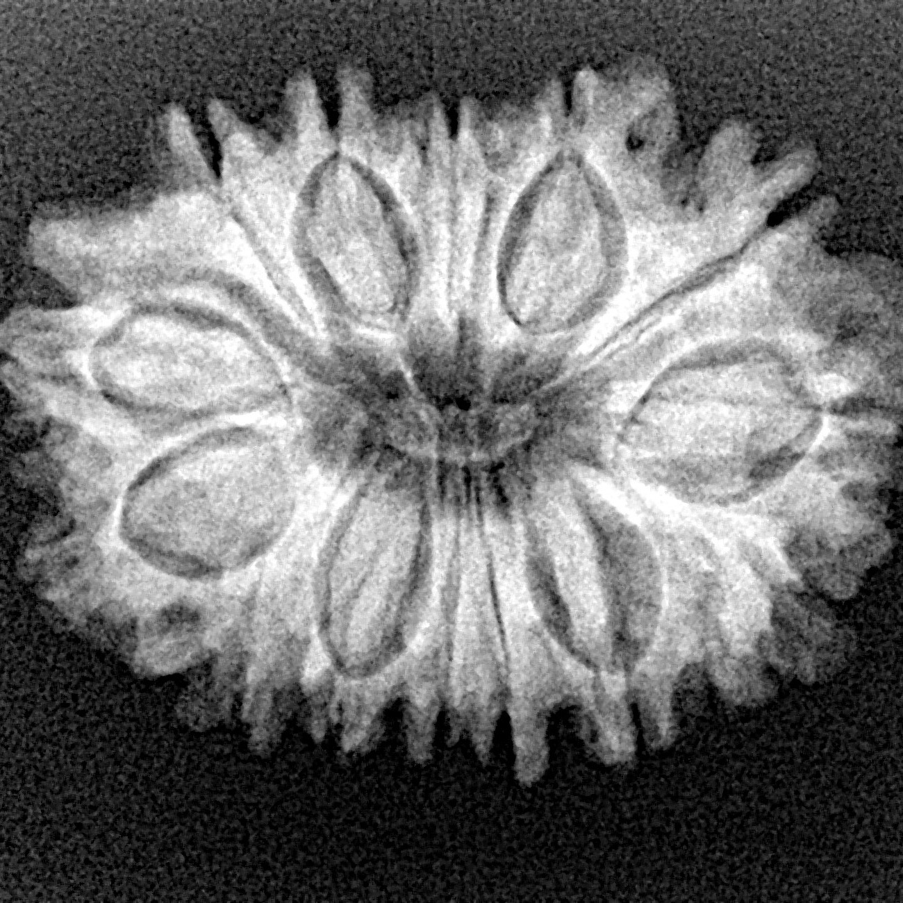14 Mukhi Rudraksha 26.1mm 3.53gm - Xray