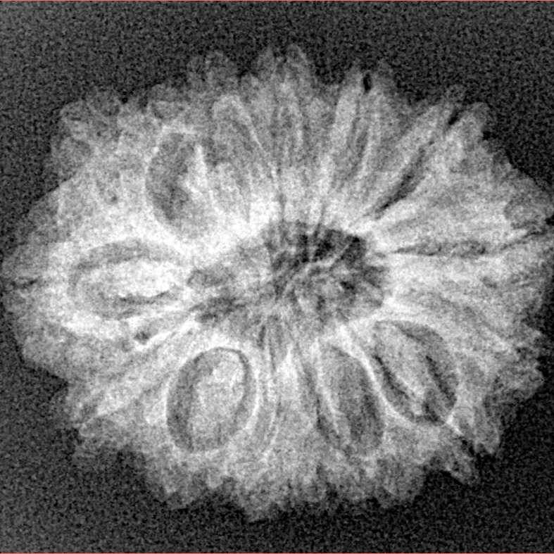 15 Mukhi Rudraksha 25.7mm 3.2gm - Xray